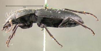 Media type: image;   Entomology 5647 Aspect: habitus lateral view